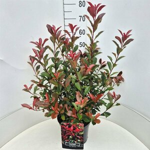 Photinia fraseri 'Carré Rouge' 40/50 C. - afbeelding 5