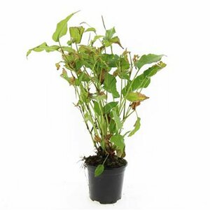 Persicaria amplexicaulis P9 - afbeelding 4
