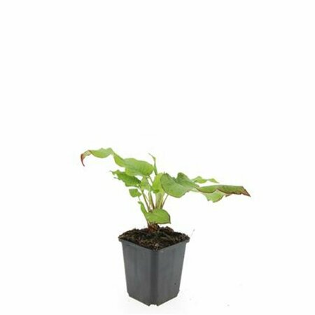 Persicaria amplexicaulis P9 - afbeelding 11