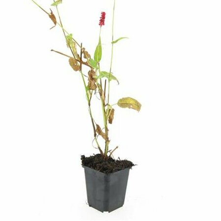 Persicaria amplexicaulis P9 - afbeelding 10