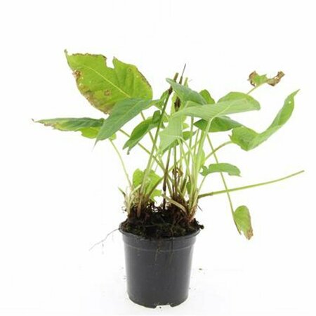 Persicaria amplexicaulis P9 - afbeelding 2