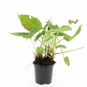 Persicaria amplexicaulis P9 - afbeelding 2