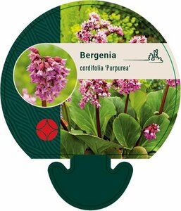 Bergenia cordifolia 'Purpurea' P9 - afbeelding 2