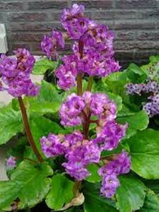 Bergenia cordifolia 'Purpurea' P9 - afbeelding 5