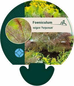 Foeniculum vulgare 'Purpureum' C2 - afbeelding 1