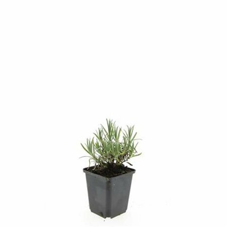 Lavandula angustifolia 'Munstead' C2 - afbeelding 19