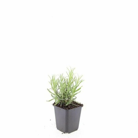 Lavandula angustifolia 'Munstead' C2 - afbeelding 2