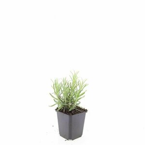 Lavandula angustifolia 'Munstead' C2 - afbeelding 2