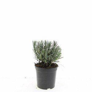 Lavandula angustifolia 'Munstead' C2 - afbeelding 12