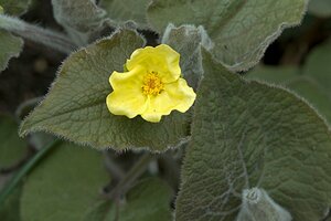 Saruma henryi P9 - afbeelding 2