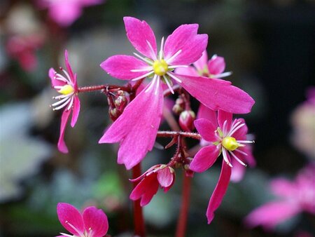 Saxifraga cortusifolia 'Black Ruby' P9 - afbeelding 1