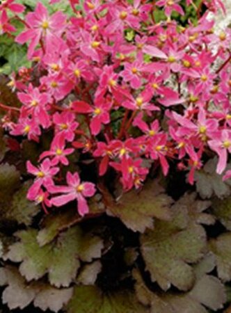 Saxifraga cortusifolia 'Black Ruby' P9 - afbeelding 2