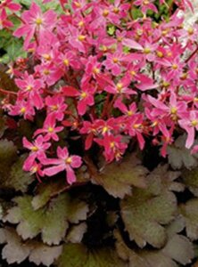 Saxifraga cortusifolia 'Black Ruby' P9 - afbeelding 2