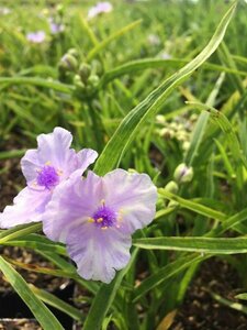 Tradescantia (A) 'Little Doll' P9