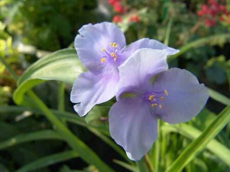 Tradescantia (A) 'Little Doll' P9 - afbeelding 1