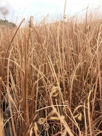 Carex buch. 'Red Rooster' P9