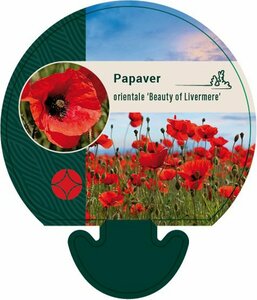 Papaver orientale 'Beauty of Livermere' P9 - afbeelding 2