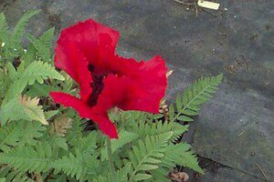 Papaver orientale 'Beauty of Livermere' P9 - afbeelding 1