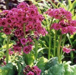 Primula japonica 'Miller's Crimson' P9 - afbeelding 3