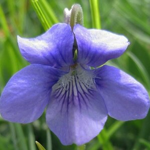 Viola odorata 'Königin Charlotte' P9