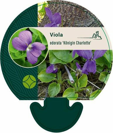 Viola odorata 'Königin Charlotte' P9 - afbeelding 2