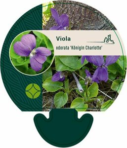 Viola odorata 'Königin Charlotte' P9 - afbeelding 2