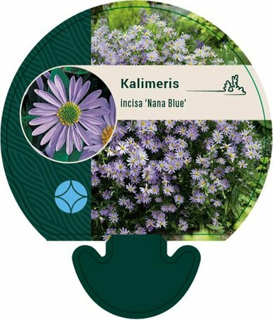 Kalimeris incasa 'Nana Blue' P9