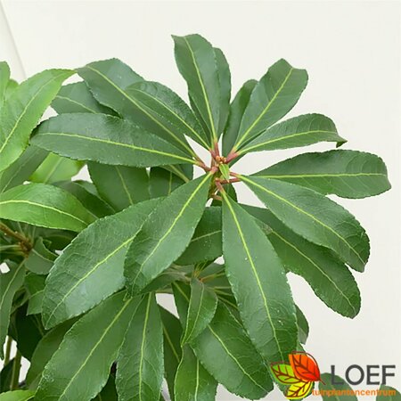 Pieris japonica 'Mountain Fire' 25/30 C.