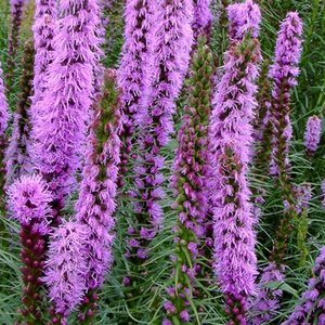 Liatris spicata 'Floristan Violett' P9