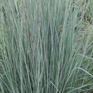Schizachyrium scoparium 'Prairy Blues' P9