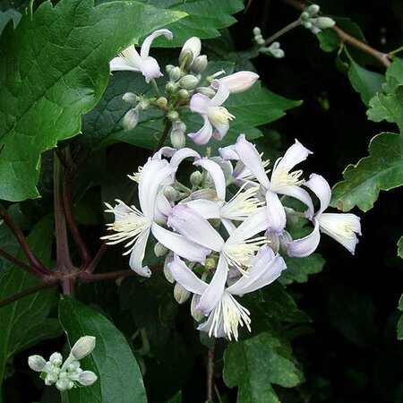 Clematis 'Praecox' P9 - afbeelding 1