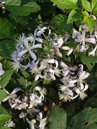 Clematis 'Praecox' P9 - afbeelding 2