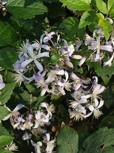 Clematis 'Praecox' P9 - afbeelding 2