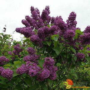 Syringa vulgaris 'Andenken an Ludwig Späth' 100/125 C. - afbeelding 2