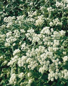 Anaphalis triplinervis P11 - afbeelding 6