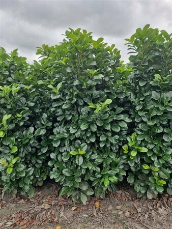 Prunus laurocerasus 'Etna' 80/100 C.