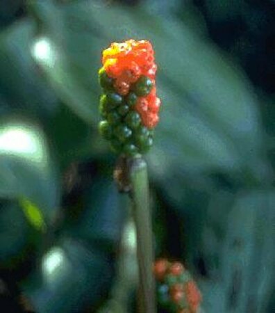 Arum italicum P9 - afbeelding 2