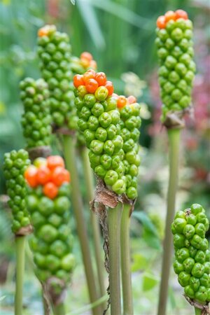 Arum italicum P9 - afbeelding 7