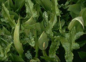 Arum italicum P9 - afbeelding 3
