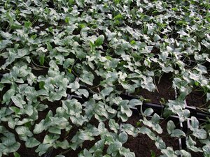 Arum italicum P9 - afbeelding 6