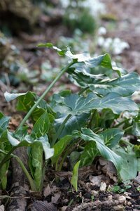 Arum italicum P9 - afbeelding 8