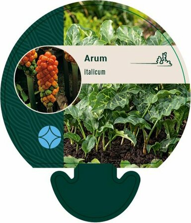 Arum italicum P9 - afbeelding 4