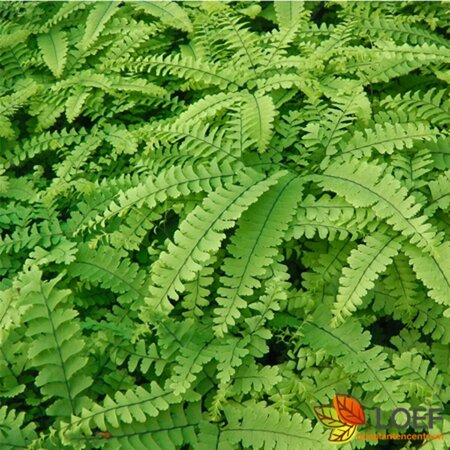 Adiantum pedatum 'Imbricatum' P9 - afbeelding 2