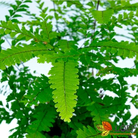 Adiantum pedatum 'Imbricatum' P9 - afbeelding 4