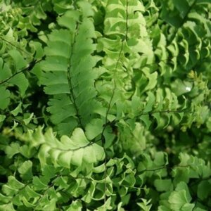 Adiantum pedatum 'Imbricatum' P9 - afbeelding 1