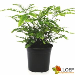 Adiantum pedatum 'Imbricatum' P9 - afbeelding 3