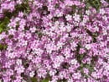 Gypsophila repens 'Rosea' C1 - afbeelding 4