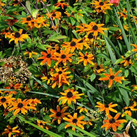 Rudbeckia triloba 'Prairie Glow' P9 - afbeelding 2