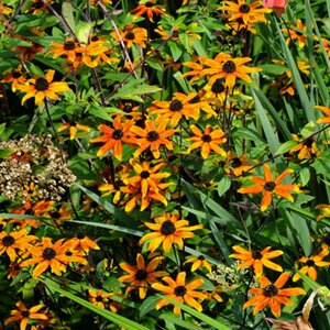 Rudbeckia triloba 'Prairie Glow' P9 - afbeelding 2