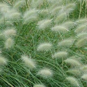 Pennisetum villosum P9 - afbeelding 3